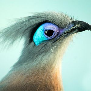 Mar. 2018 - Aviary - Crested Coua