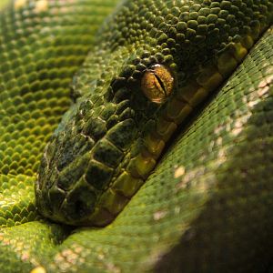 Mar. 2018 - Reptile House - Emerald Tree Boa