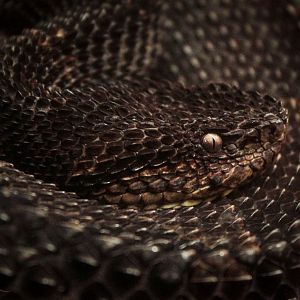 Mar. 2018 - Reptile House - Mexican Jumping Pitviper