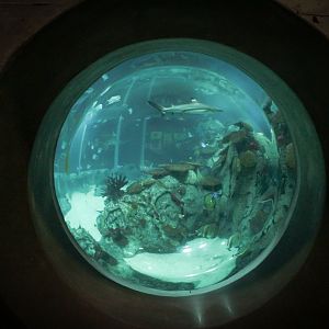 Mar. 2018 - Aquarium - Bubble View Of Main Tank