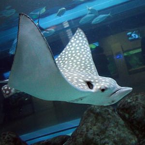 Mar. 2018 - Aquarium - Spotted Eagle Ray