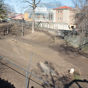 Mar. 2018 - Cheetah Exhibit