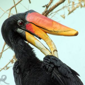 Mar. 2018 - Aviary - Rhinoceros Hornbill