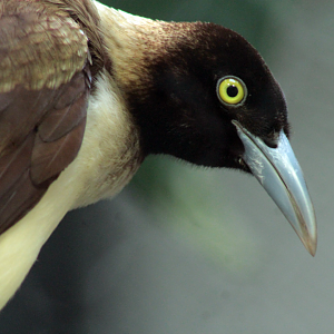 Mar. 2018 - Aviary - Lesser Bird-of-Paradise