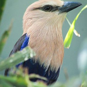 Mar. 2018 - Aviary - Blue-bellied Roller