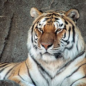 Mar. 2018 - Tiger Terrace - Amur Tiger