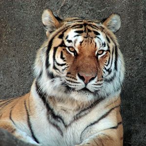 Mar. 2018 - Tiger Terrace - Amur Tiger