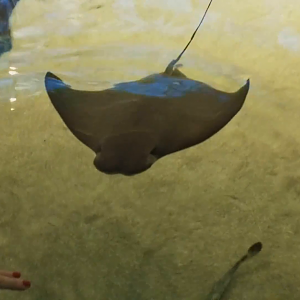 Clip - Touch Tank Example