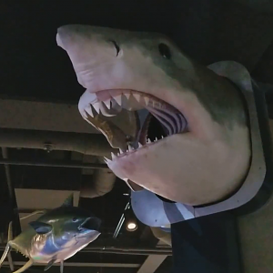 Clip - Interactive Great White Shark Bite