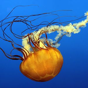 Mar. 2018 - Aquarium - Pacific Sea Nettle