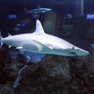 Mar. 2018 - Aquarium - Bonnethead