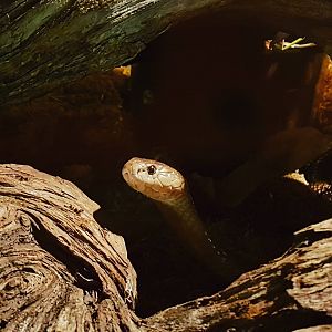 Reptilienzoo Nockalm