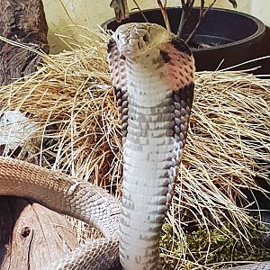 Reptilienzoo Nockalm