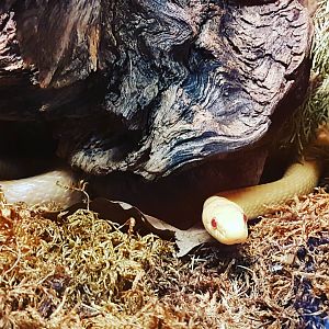 Reptilienzoo Nockalm