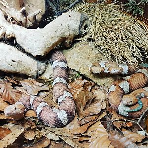 Reptilienzoo Nockalm