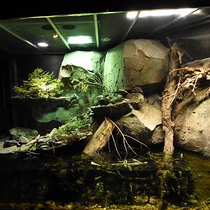 Viper and newt vivarium