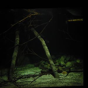 Carnivorous fish aquarium