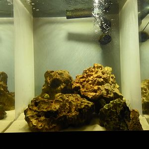 Brackwater anglerfish