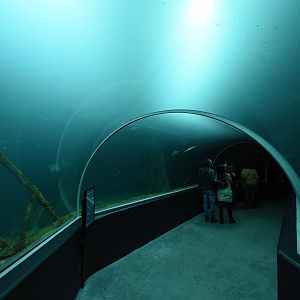 Tunnel through main tank