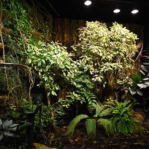 Gaboon viper and Green mamba