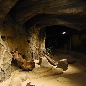 Dwarf mongoose enclosure