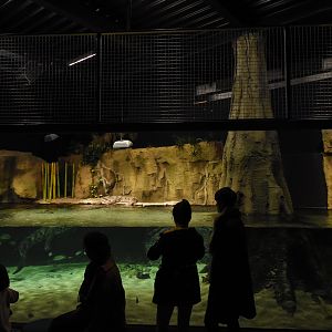 West-African crocodile tank