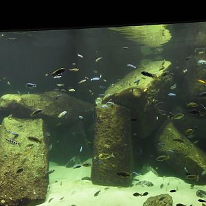 Lake Malawi tank