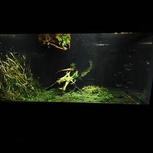 Gourami tank