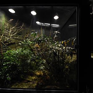 Pit viper terrarium