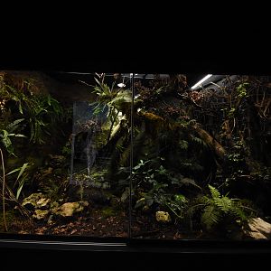 Mangshan pit viper terrarium
