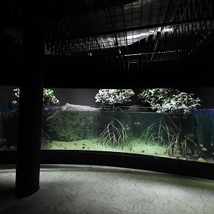 Mangrove tank