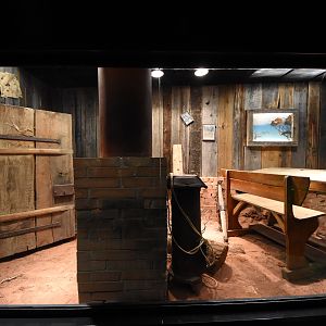 Inland taipan terrarium