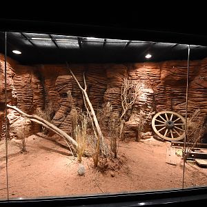 Australian lizard terrarium