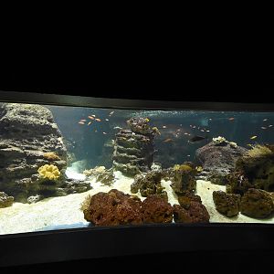Barrier reef tank