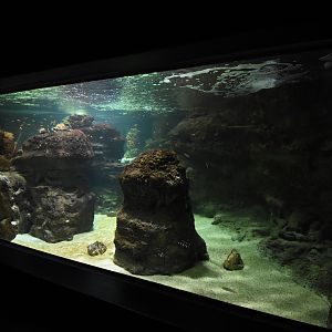 Barrier reef tank