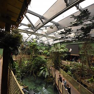 Amazonian rainforest