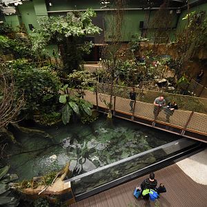 Amazonian rainforest