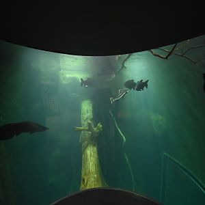 Giants of the forest