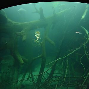 Giants of the forest