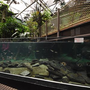 Amazonian river tank