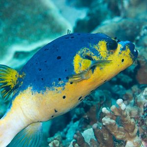 Blackspotted Puffer