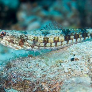 Tailspot Lizardfish