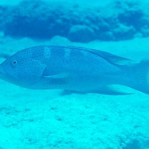 Yellowedged Coronation trout