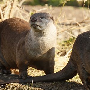 Indochinese smooth-coated otter (Lutrogale perspicillata perspicillata)