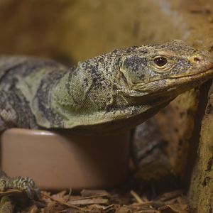 Grey's monitor (Varanus olivaceus)