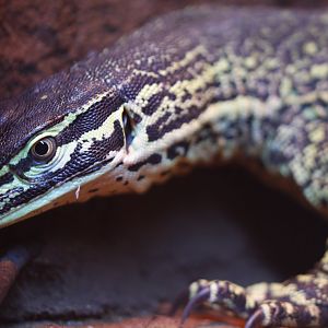 Argus monitor (Varanus panoptes)