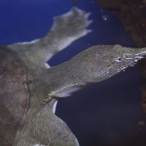 Chinese soft-shelled turtle (Pelodiscus sinensis)
