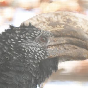 Silvery-cheeked hornbill (Bycanistes brevis)