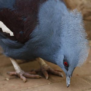 Western crowned-pigeon (Goura cristata)