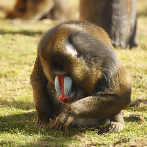 Mandrill (Mandrillus sphinx)